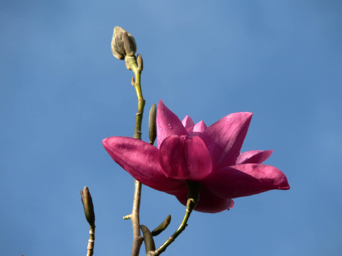 Magnolia campbellii sub species mollicomata Lanarth